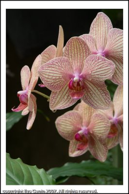 flora013.jpg