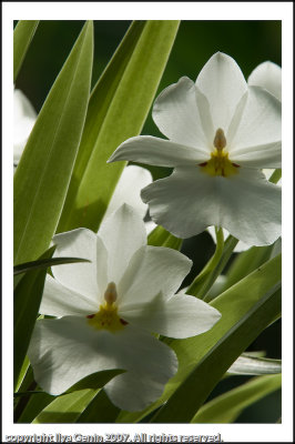 flora014.jpg