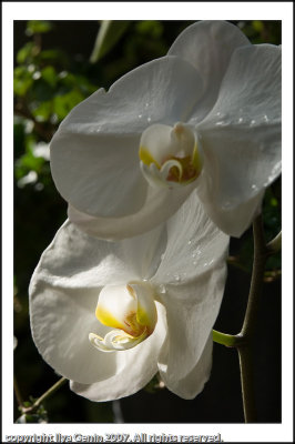 flora015.jpg