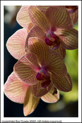 flora016.jpg