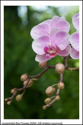 flora017.jpg