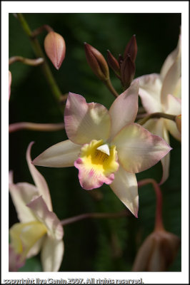 flora018.jpg