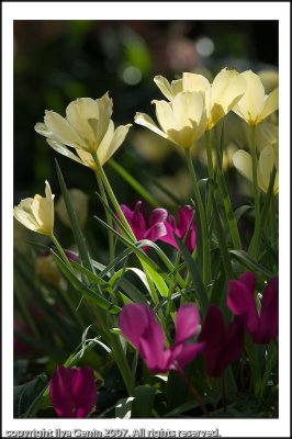 flora019.jpg