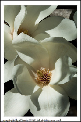flora020.jpg