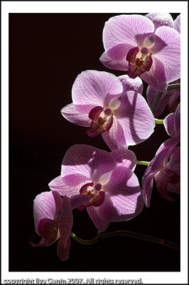 flora021.jpg