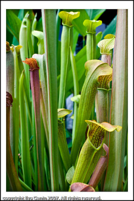 flora022.jpg