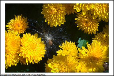 flora023.jpg