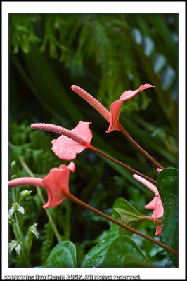 Flora