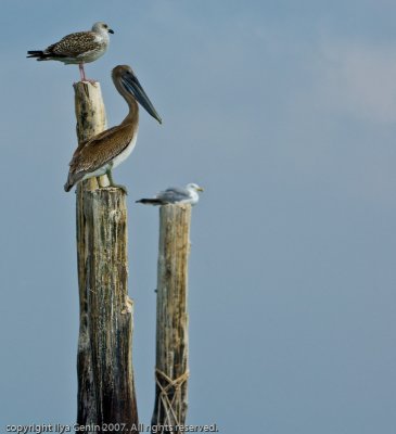 birds