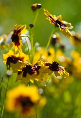 Maine field flowers