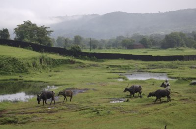 A common site from the train