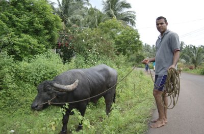 Roonie the water buffalo and owner