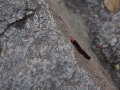 DSC_0081.jpg