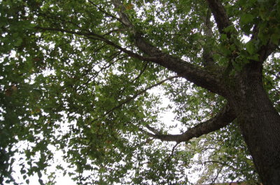 DSC_0008.jpg