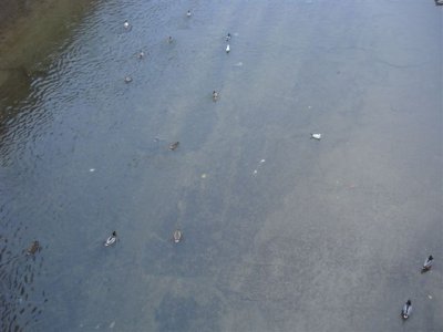 Donau Caneal (1).JPG