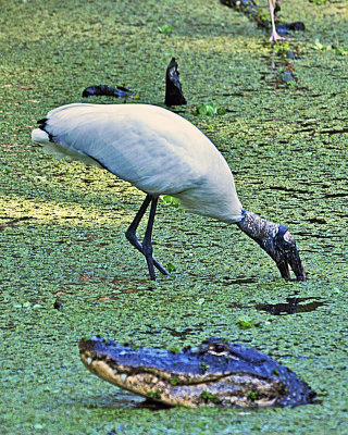 Wood Stork & gater