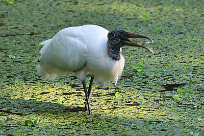 Wood Stork with fish