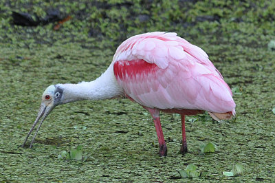 Roseate Spoonbill