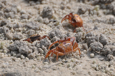 sand crabs