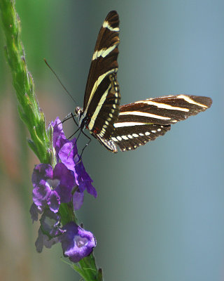 Zebra Longwing