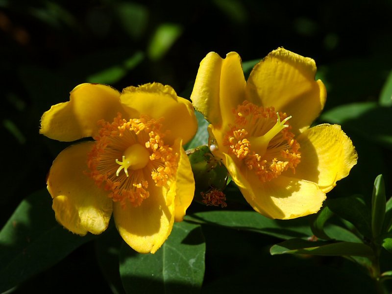 Hypericum 04.jpg