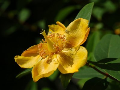 Hypericum 03.jpg