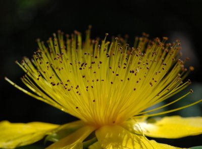 Hypericum 11.jpg