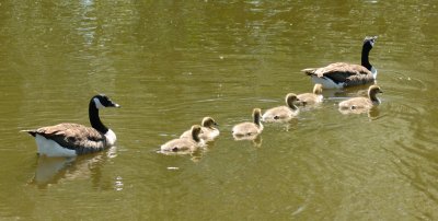 Goslings 11.jpg