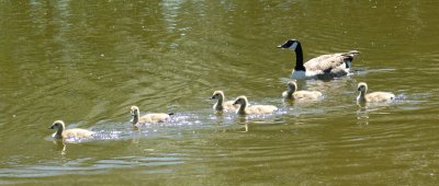 Goslings 12.jpg