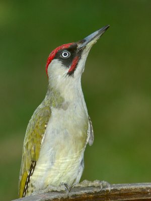 Green Woodpecker 37.jpg