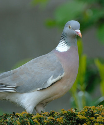 Woodpigeon 17.jpg