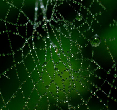 Cobweb 10b.jpg