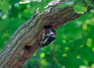 Spotted Woodpecker 03.jpg
