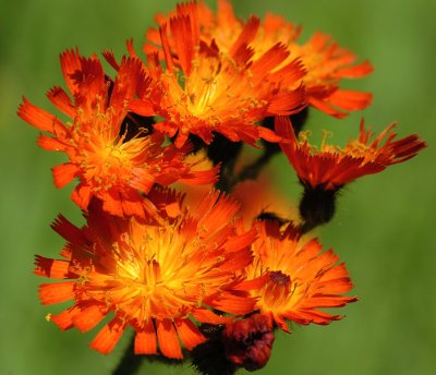 Hawkweed 27.jpg