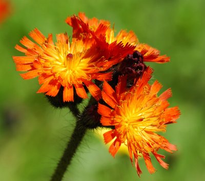 Hawkweed 31.jpg