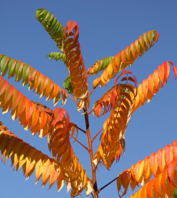 Rhus 06.jpg