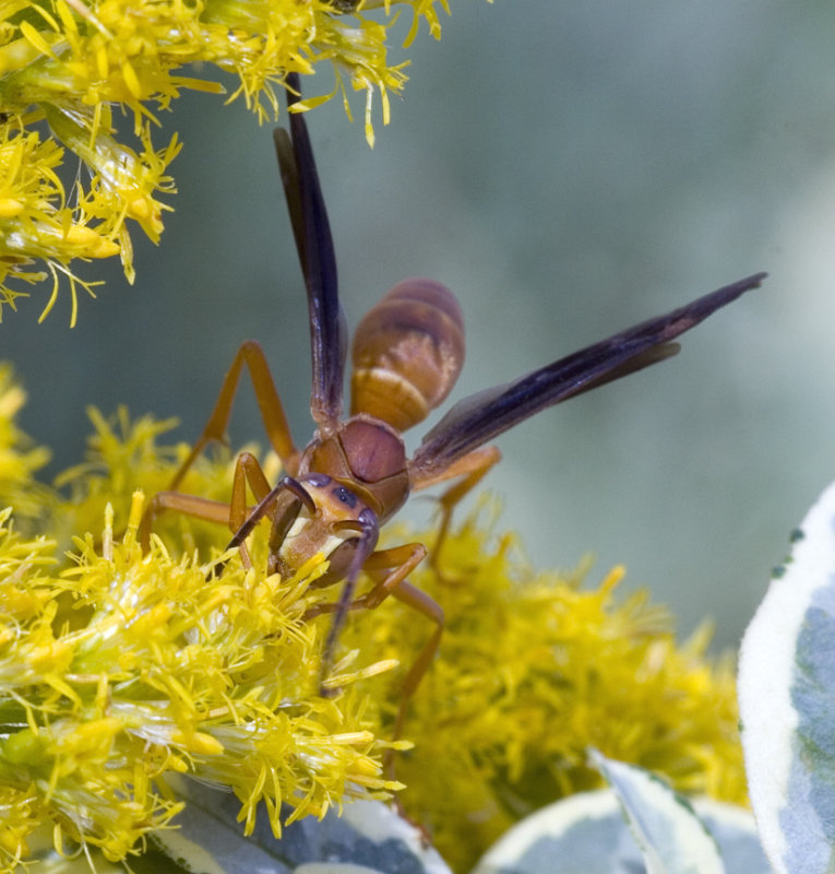 Harvesting Nectar 05