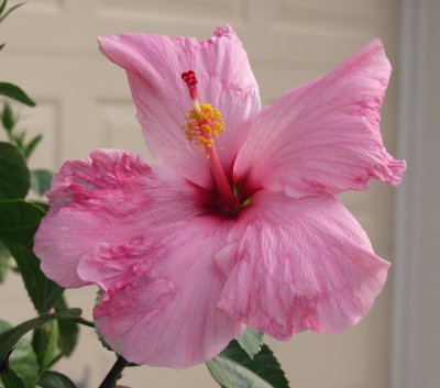 Hibiscus