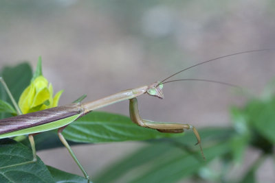 Prying Mantis