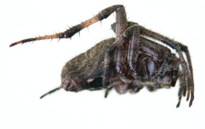 Spider