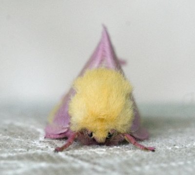 Primrose Moth