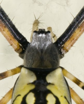 Garden Spider Detail