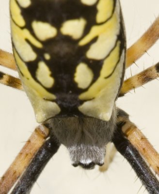 Garden Spider Closeup