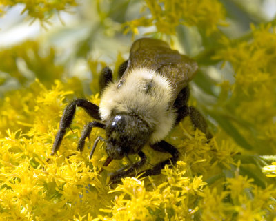 Harvesting Nectar