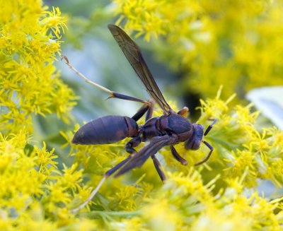 Harvesting Nectar 03