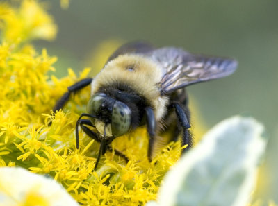 Harvesting Nectar 02