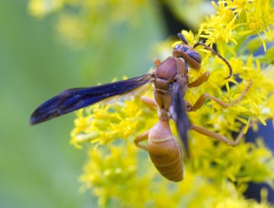 Harvesting Nectar 04