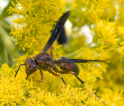Harvesting Nectar 6