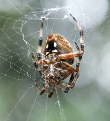 Spider Spinning Web