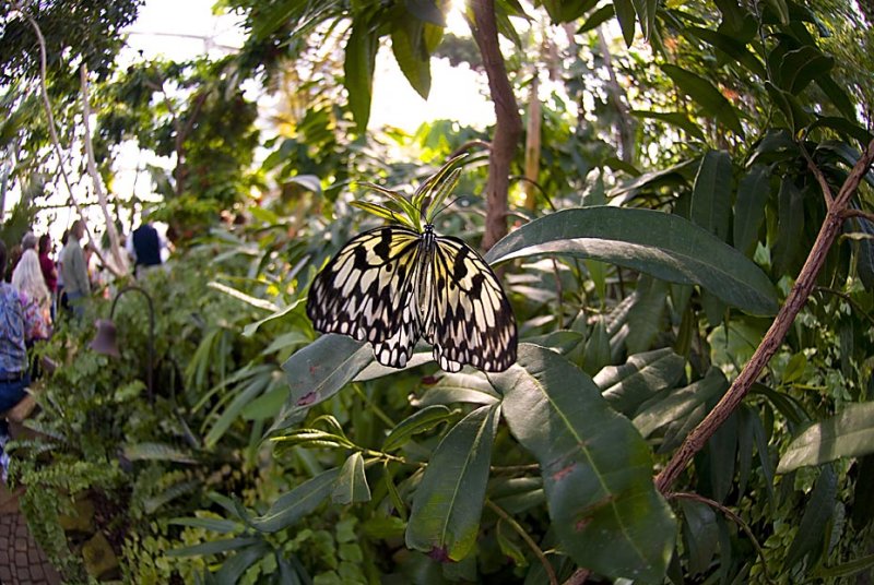 Idea leuconoe (Tree Nymph)